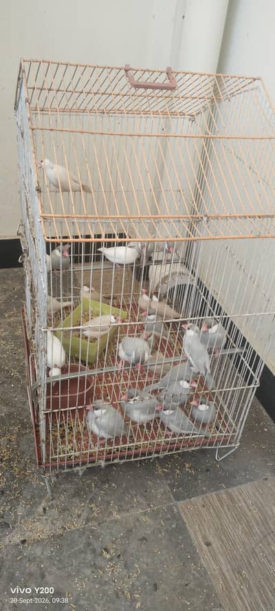sab breeder pair