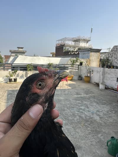 Aseel murgiyan health and active egg lay kar rahi hien