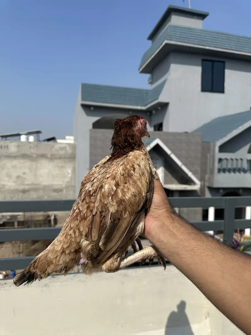 Aseel murgiyan health and active egg lay kar rahi hien — photo 2