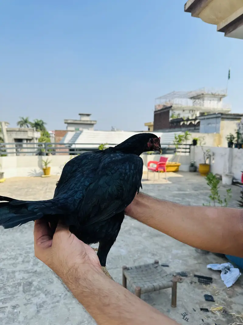 Aseel murgiyan health and active egg lay kar rahi hien — photo 3