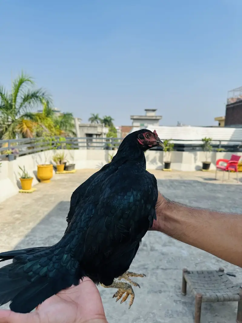 Aseel murgiyan health and active egg lay kar rahi hien — photo 4
