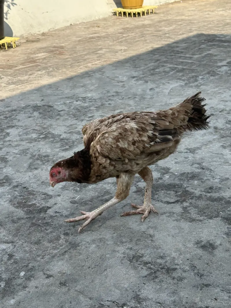 Aseel murgiyan health and active egg lay kar rahi hien — photo 6