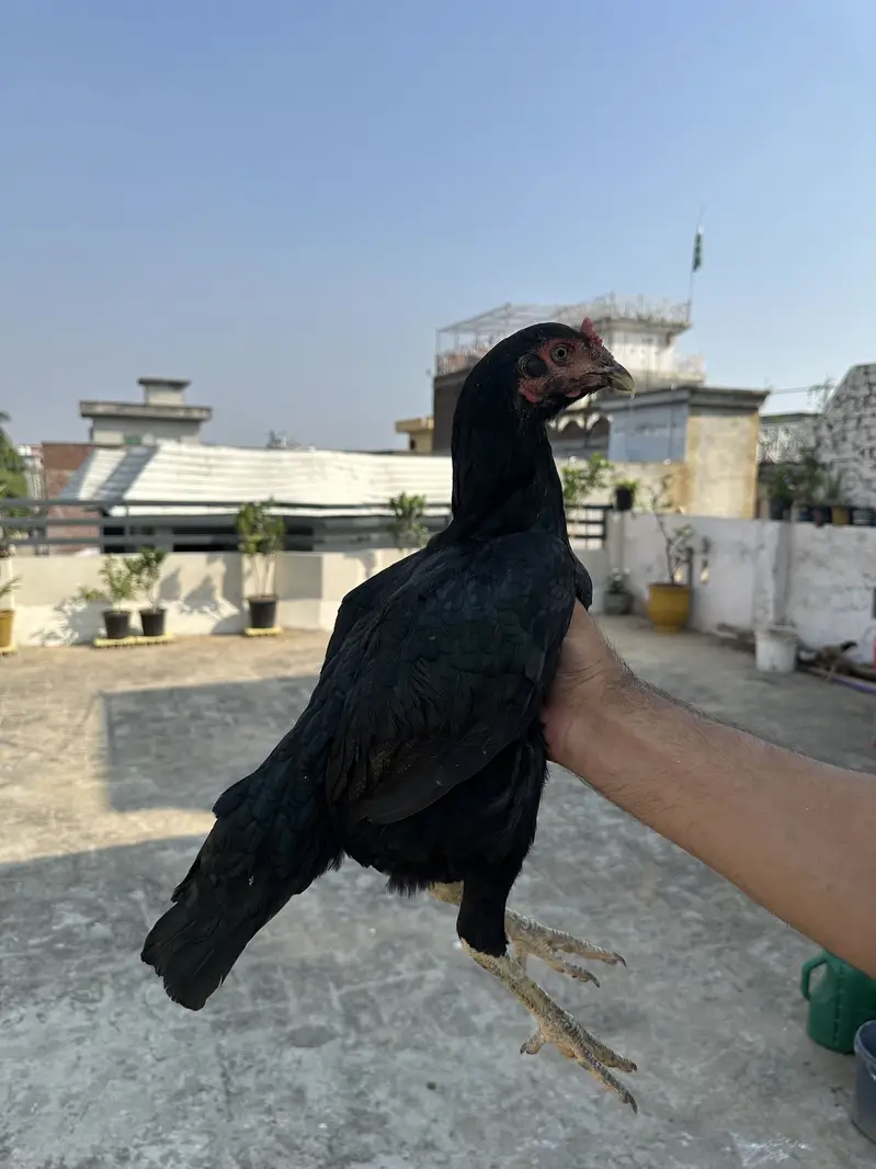 Aseel murgiyan health and active egg lay kar rahi hien — photo 7