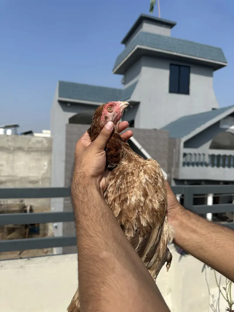 Aseel murgiyan health and active egg lay kar rahi hien — photo 8