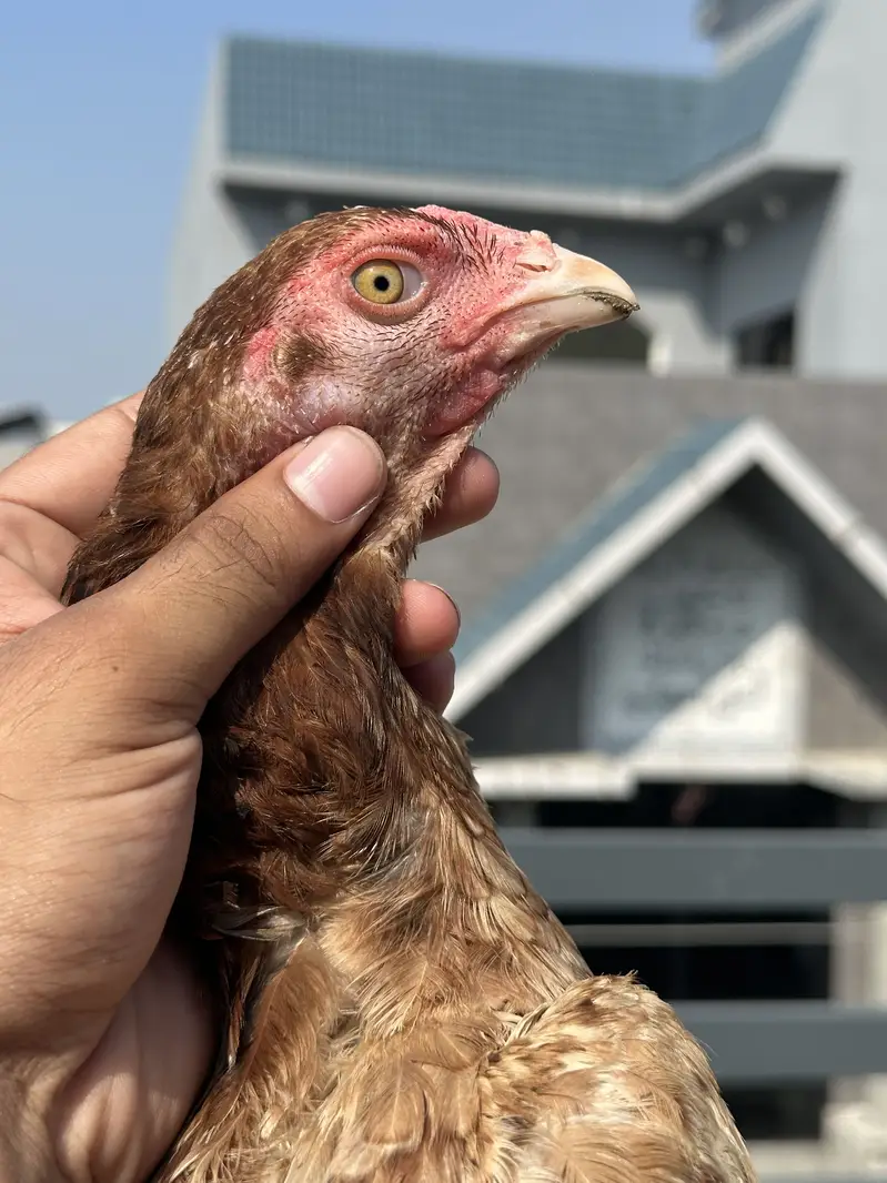 Aseel murgiyan health and active egg lay kar rahi hien — photo 10