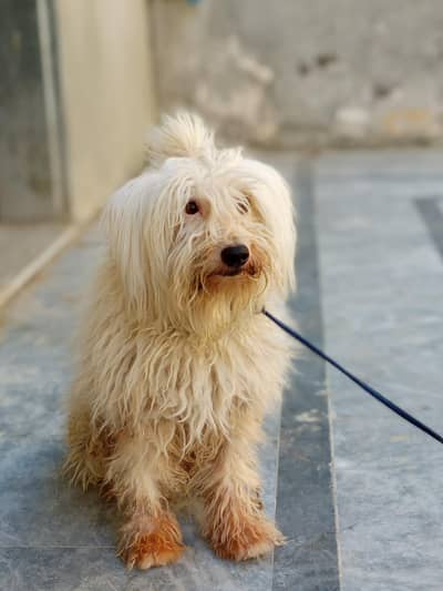 Russian dog long Hair and healthy