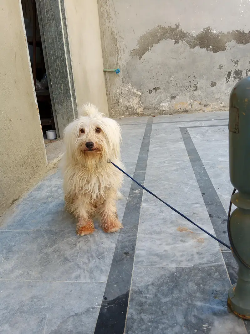 Russian dog long Hair and healthy — photo 2