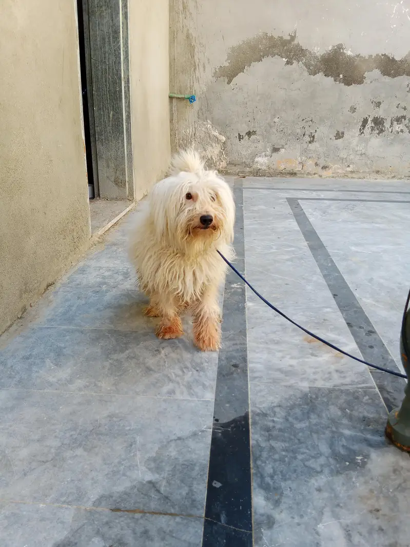 Russian dog long Hair and healthy — photo 3