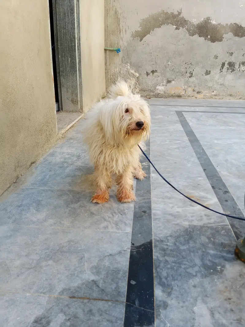 Russian dog long Hair and healthy — photo 4
