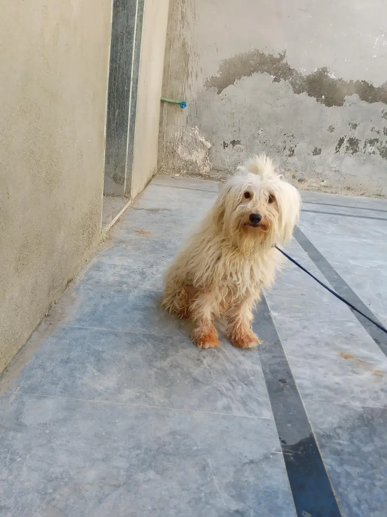 Russian dog long Hair and healthy — photo 5