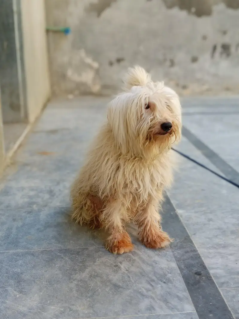 Russian dog long Hair and healthy — photo 6