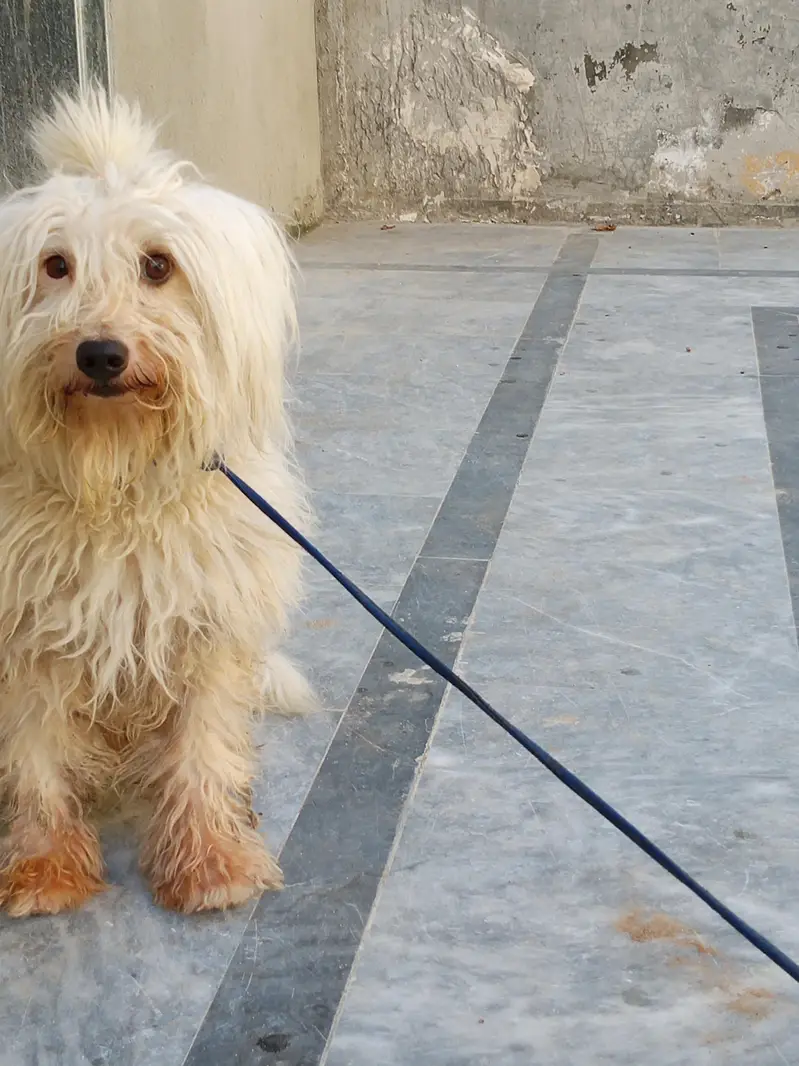 Russian dog long Hair and healthy — photo 7