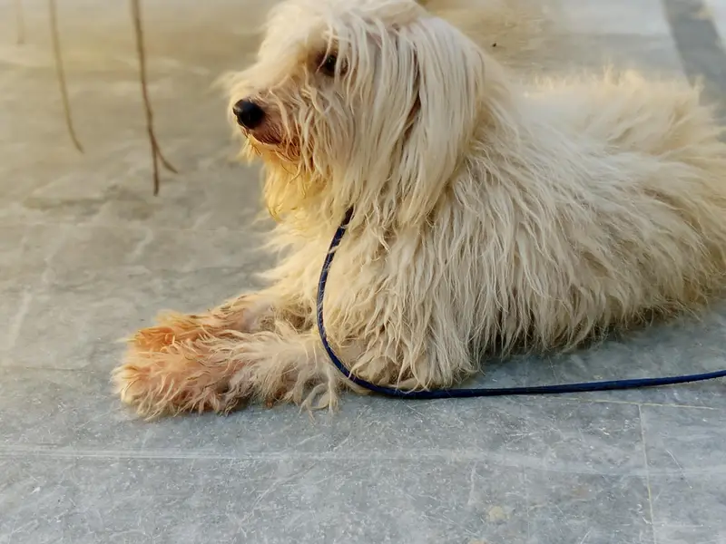 Russian dog long Hair and healthy — photo 8