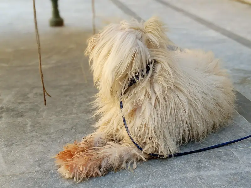 Russian dog long Hair and healthy — photo 9