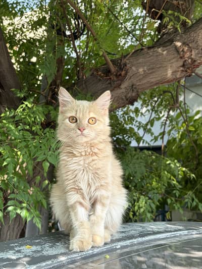Healthy play full persian cat for sale.