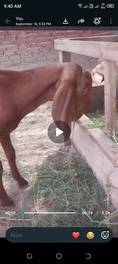 achi nasal ki bakri