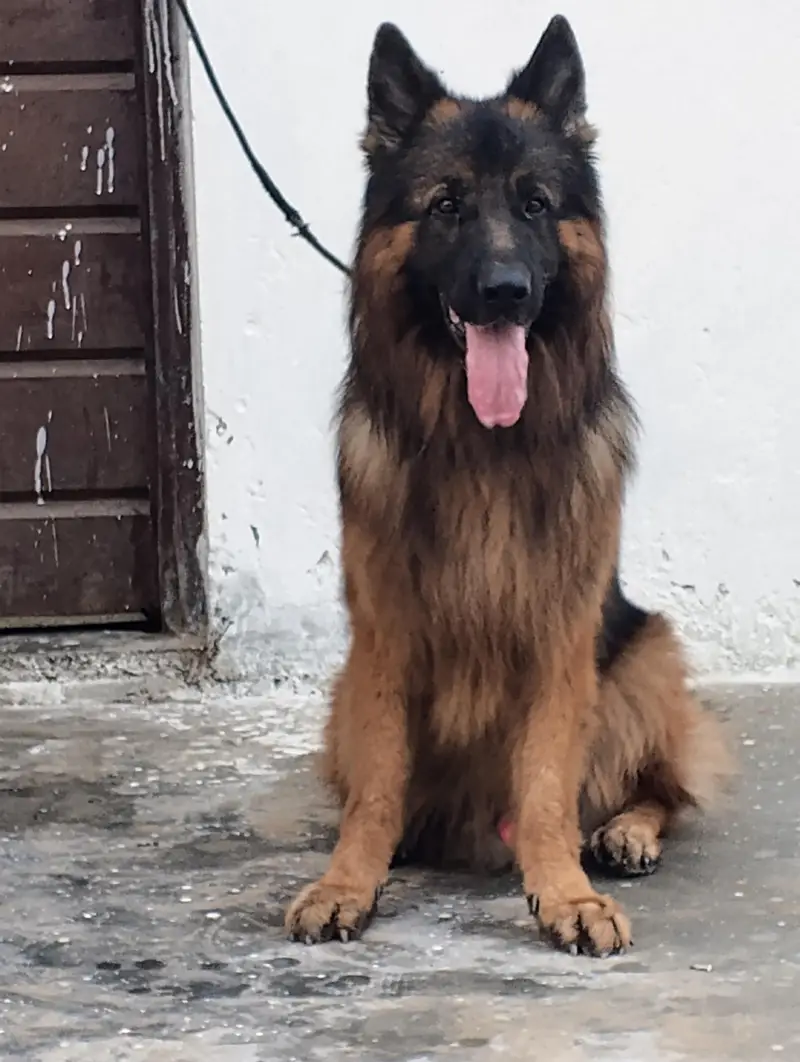 German Shepherd