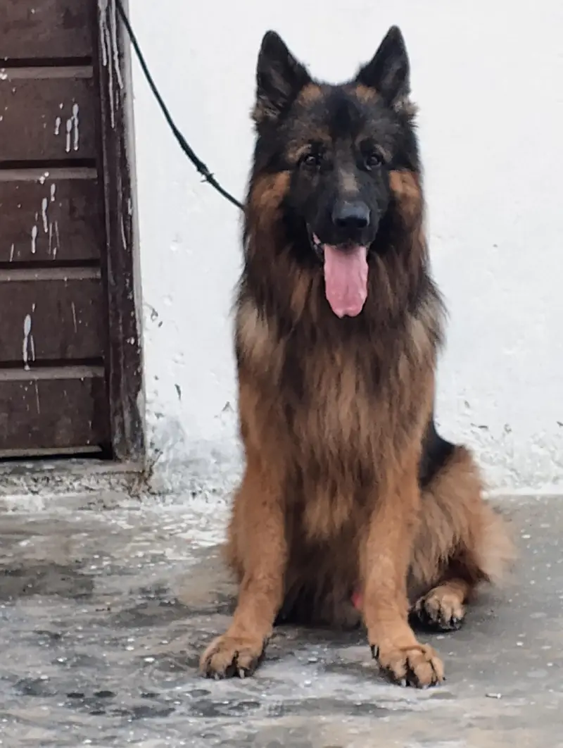 German Shepherd — photo 2