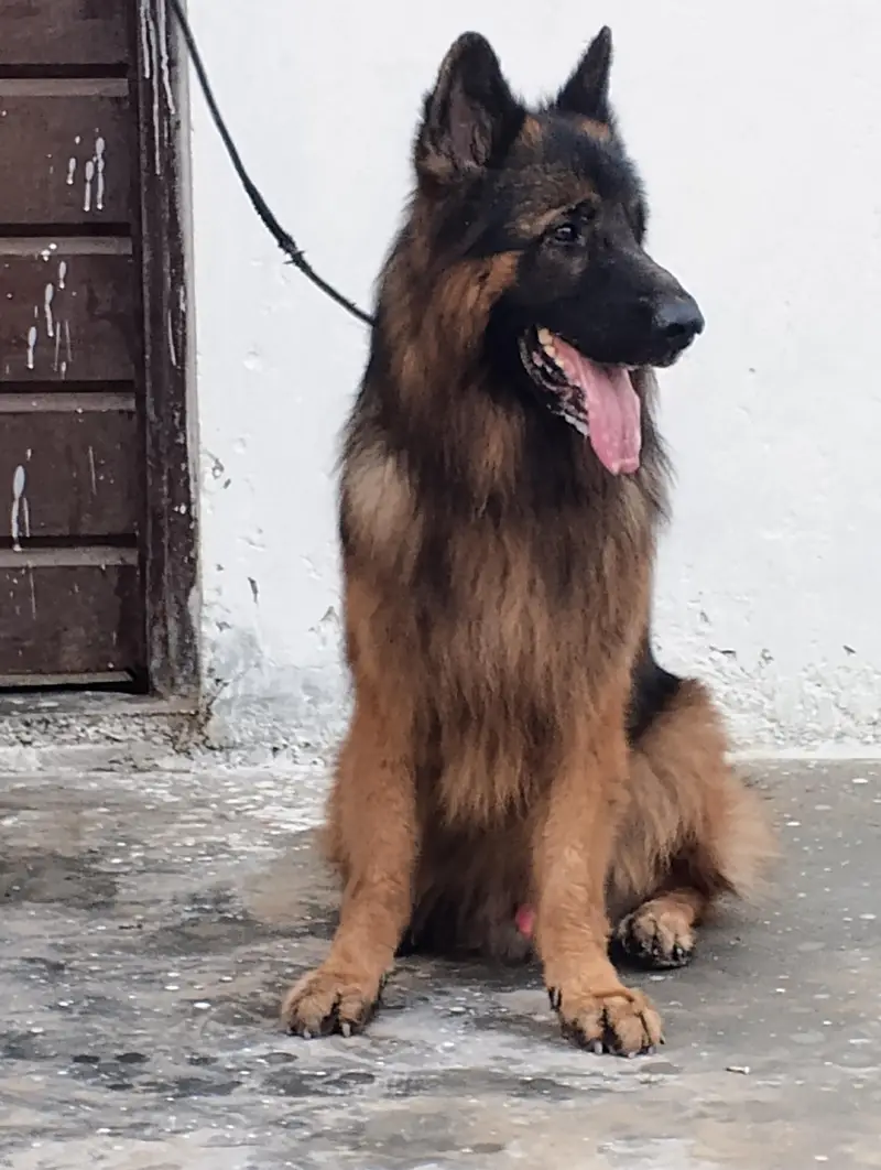 German Shepherd — photo 3