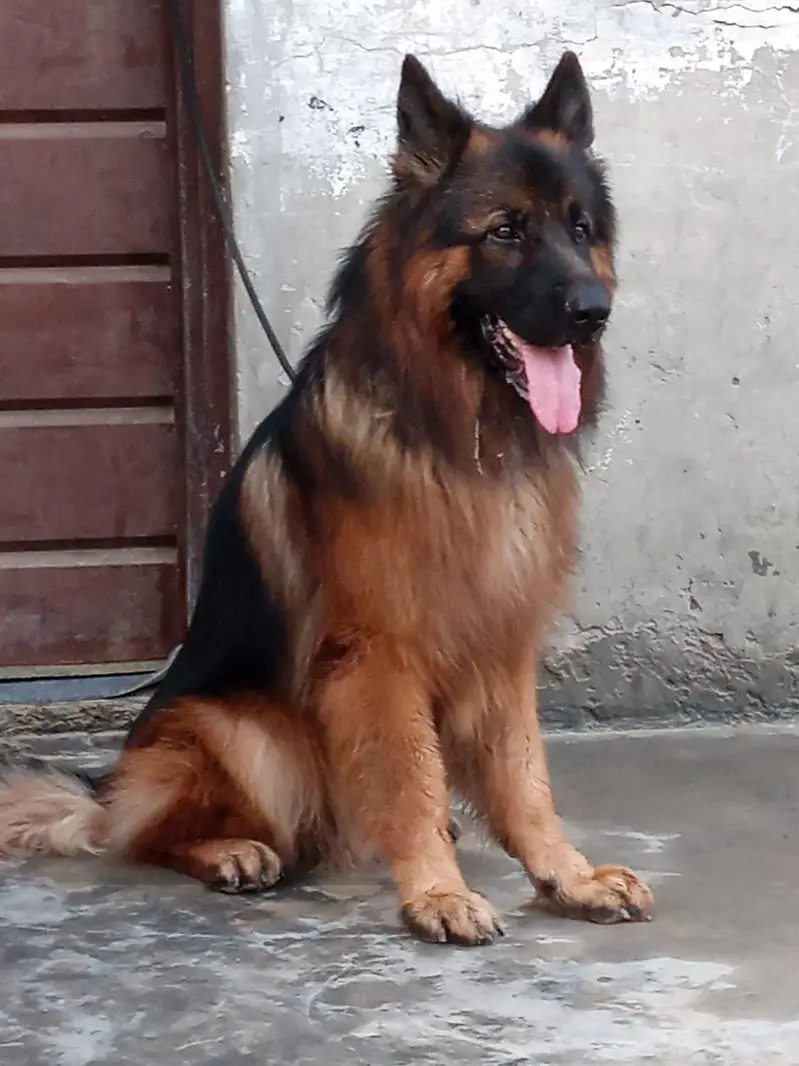 German Shepherd — photo 4