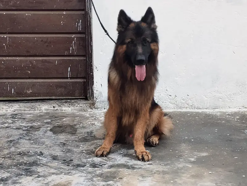 German Shepherd — photo 5