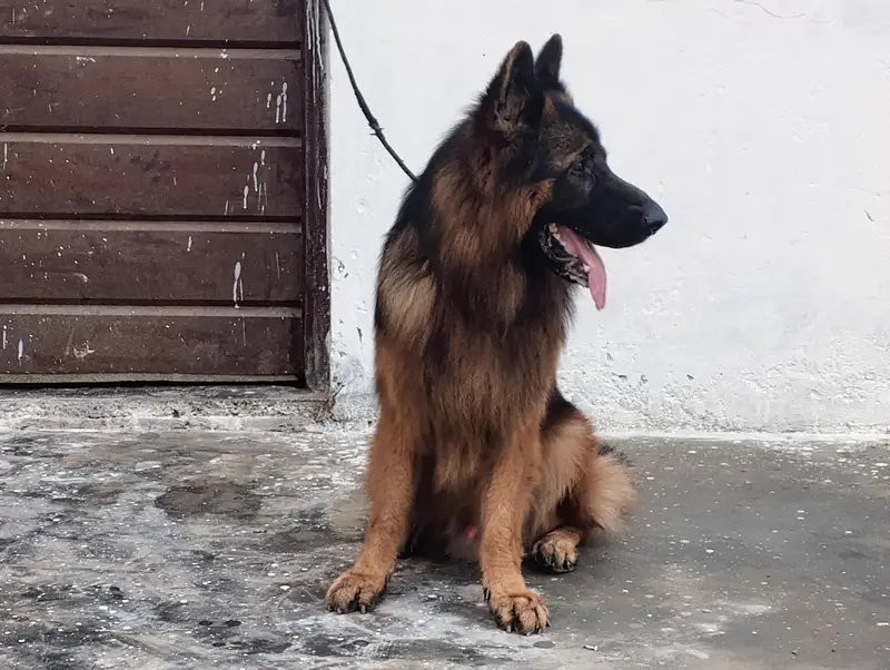 German Shepherd — photo 6