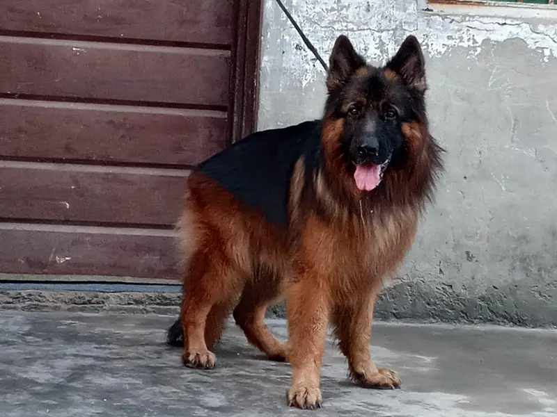 German Shepherd — photo 7
