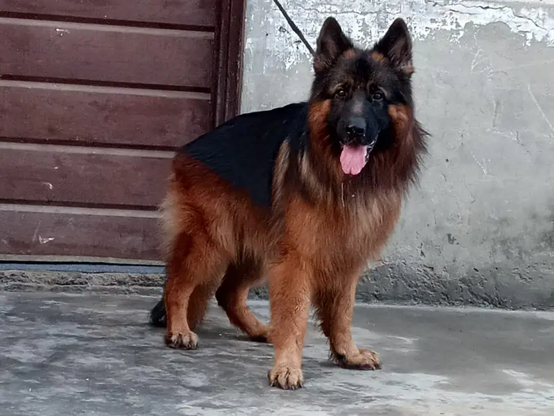 German Shepherd — photo 8
