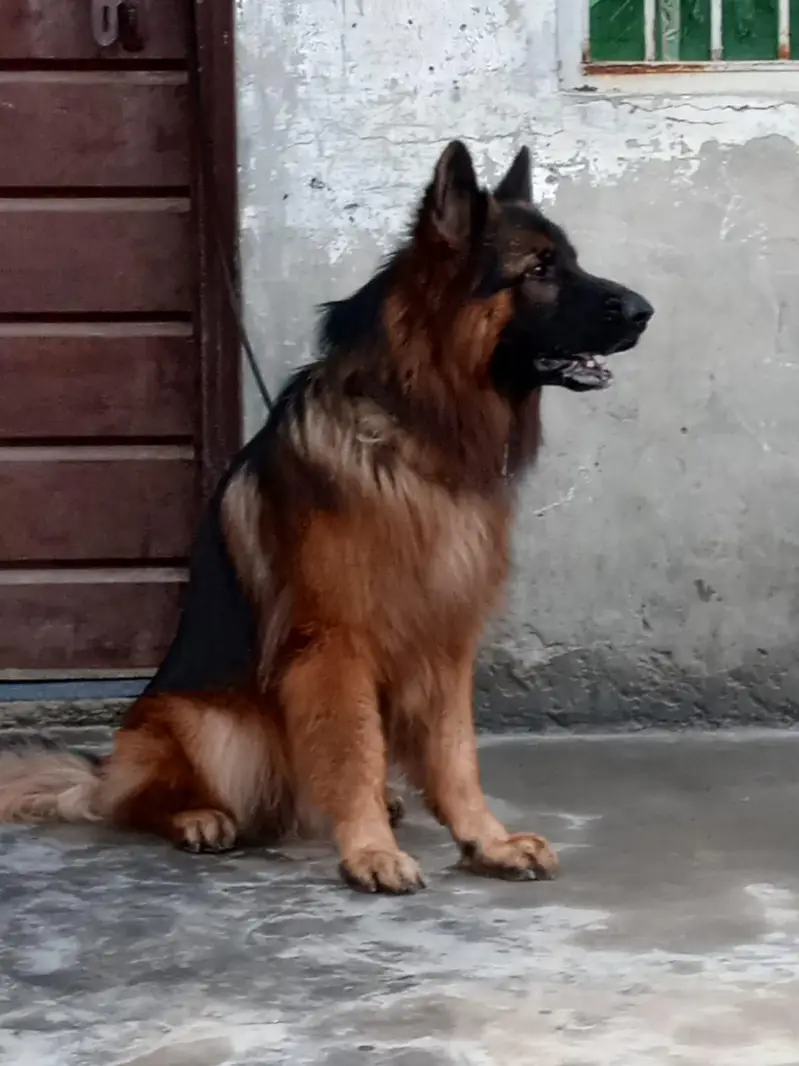German Shepherd — photo 9