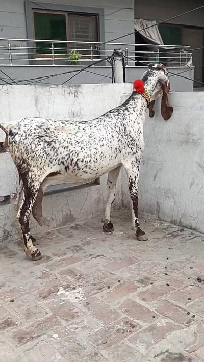 Makkah Chini Bakri __ 03081612776