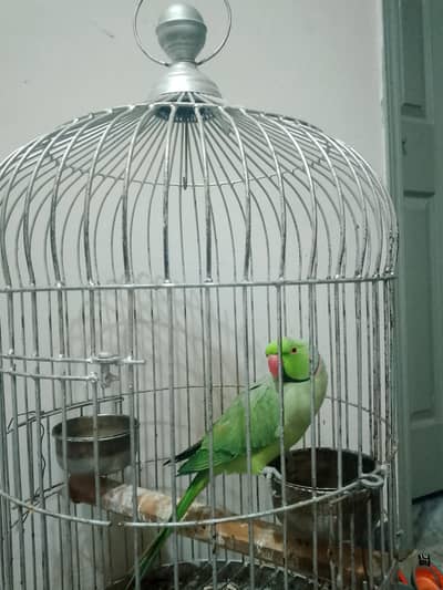 Parrot cage for sale