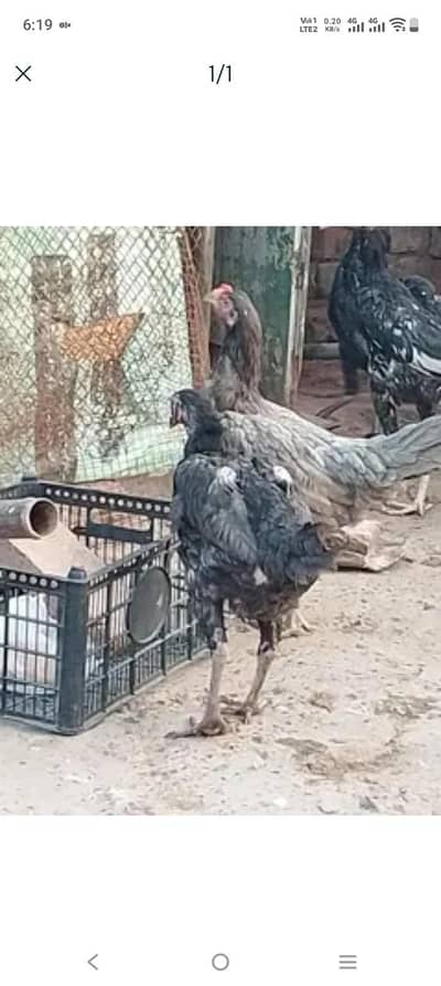 Aseel Female 2 3K par piece White Heera Female Plus Chicks Available