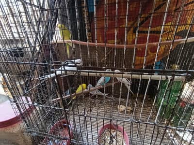 Australian parrot for sale without cage