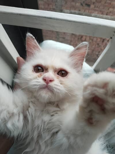 White Persian Cat
