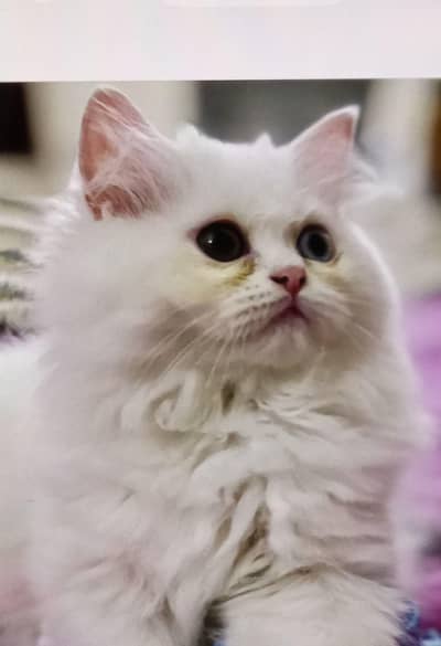 Persian kitten