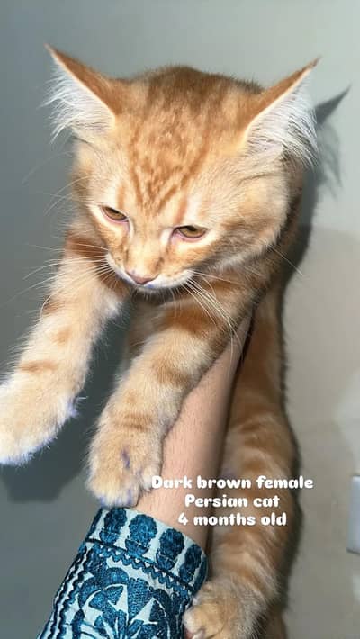 Persian kittens