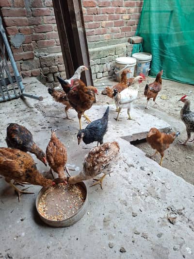 Starter Desi Golden Murghian | Misri Murghian| Starter Murghian