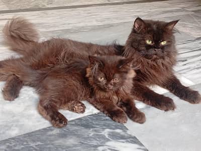 Black pershian Male kitten for sale