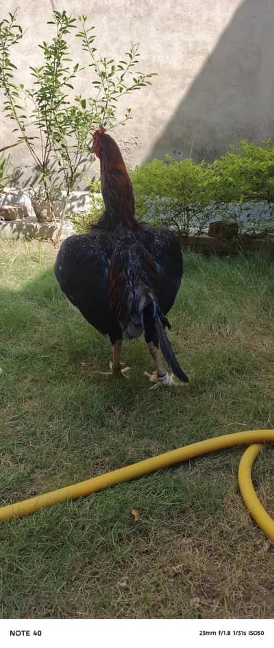 LAKHA ASSEL MALE FOR SALE 03175628531