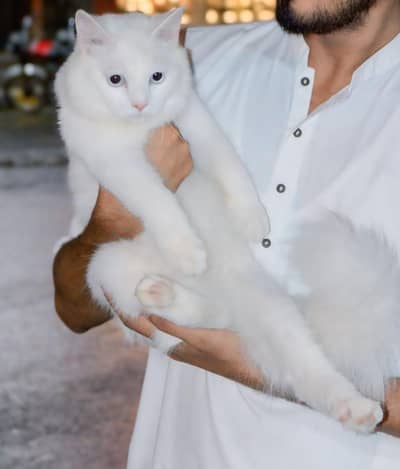 Persian Cat