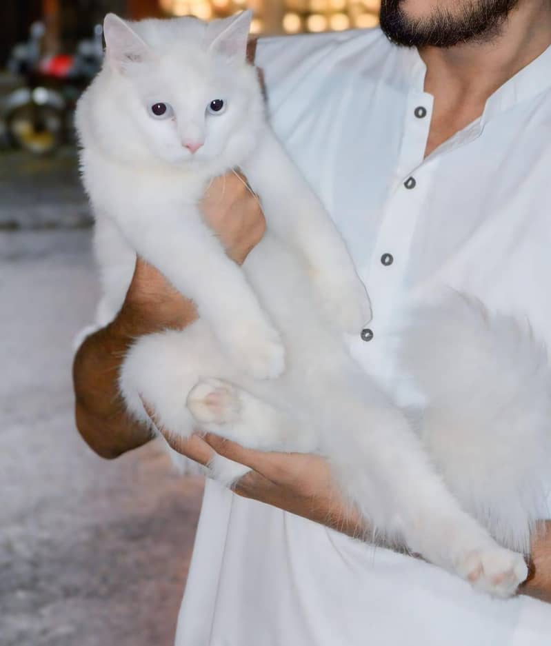 Persian Cat 0