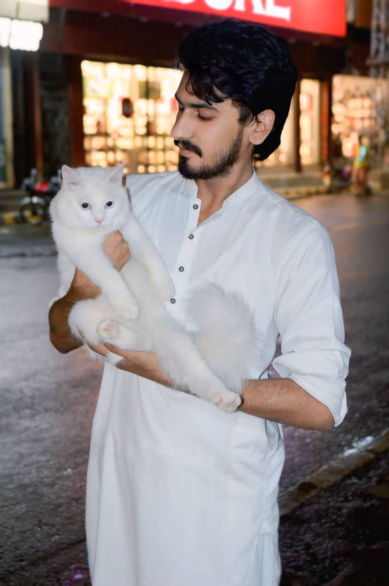 Persian Cat 1