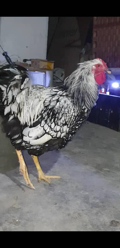 silver laced wyandotte breeder male