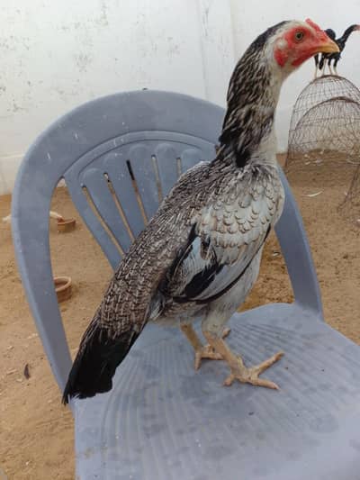 Aseel jawa murghi available