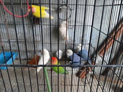 love bird. ringnek