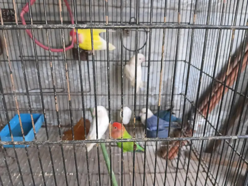 love bird. ringnek — photo 2
