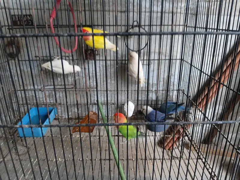 love bird. ringnek — photo 3