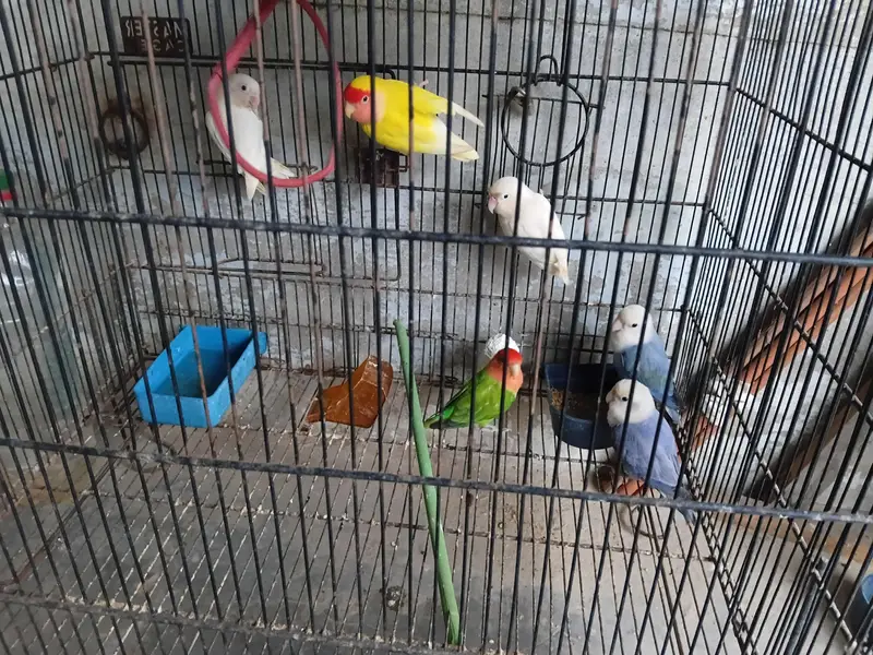 love bird. ringnek — photo 4