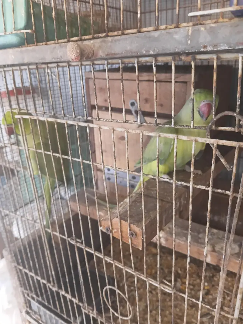 love bird. ringnek — photo 5