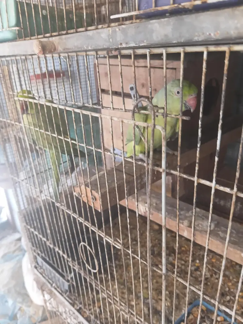 love bird. ringnek — photo 7
